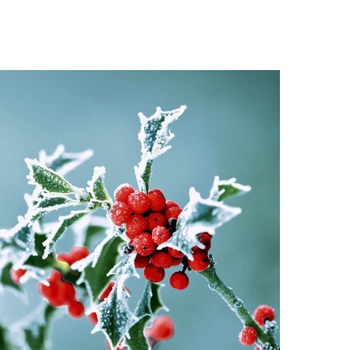 20 kleine Cocktailservietten Frosty Holly - Frostige Natur im Winter 24x24cm