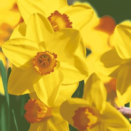 20 Servietten Yellow Daffodils - Natürliche Narzissenblüten 33x33cm