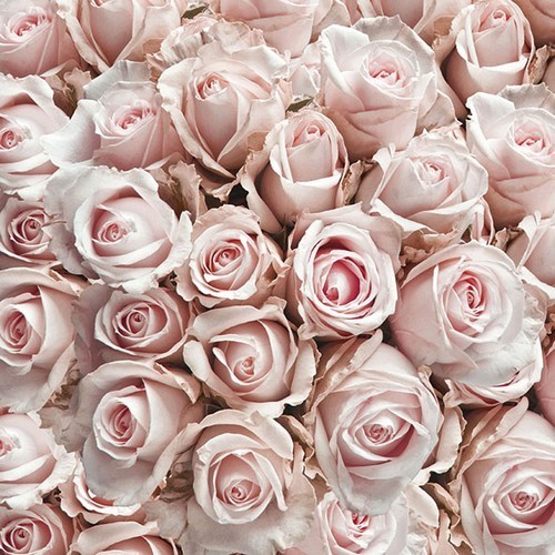 20 Servietten Pastel Roses - Rosen in pastell 33x33cm
