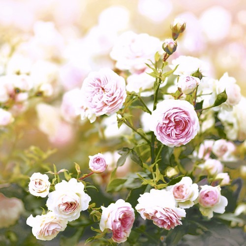 20 Servietten Rose Dream - Rosentraum aus der Natur 33x33cm