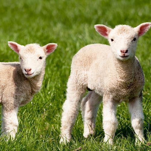 20 Servietten Farm Lamb – Lämmer vom Bauernhof 33x33cm