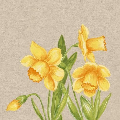 25 napkins sustainable Daffodil - Natural daffodils 33x33cm