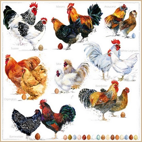 20 Servietten Poulets - Verschiedene Arten von Hühner 33x33cm