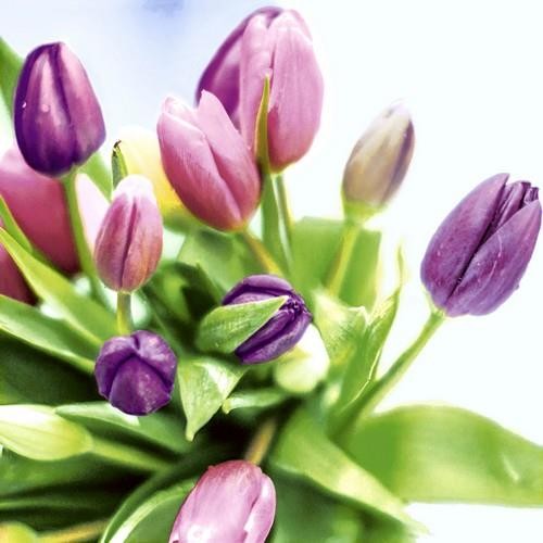 20 Servietten Spring Tulips - Frische Frühlingstulpen 33x33cm