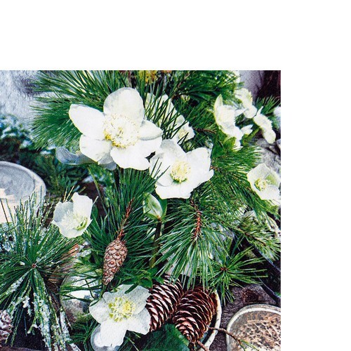 20 kleine Cocktailservietten Winter Rose - Winterrose und Zweige 25x25cm