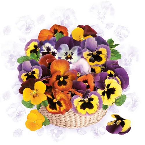 20 Servietten Colourful Pansies - Stiefmütterchen im Körbchen 33x33cm
