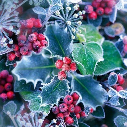 20 Servietten Frozen Holly - Hagebutten an gefrorenen Blättern 33x33cm