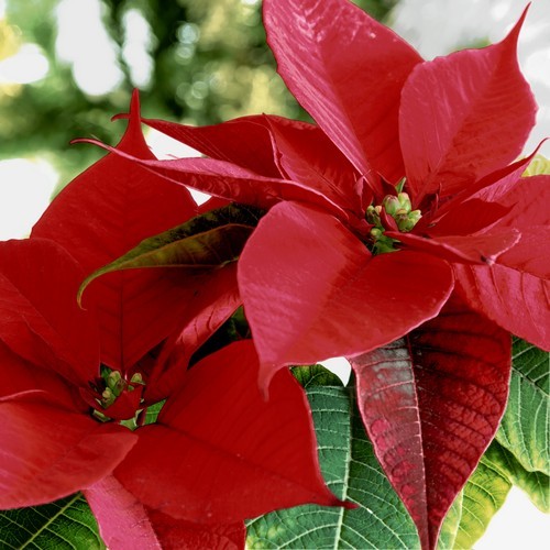 20 Servietten Blooming red - Weihnachtsstern in voller Blüte 33x33cm