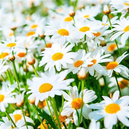 20 napkins Field of Daisies - Blooming daisy field 33x33cm