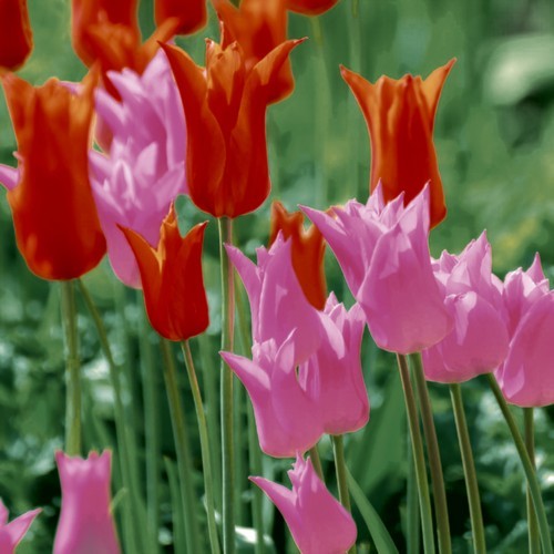 20 Servietten Garden Tulips - Tulpen aus dem Garten 33x33cm