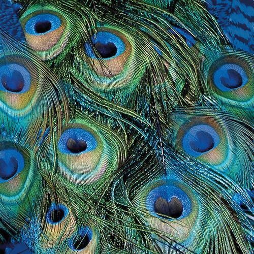 20 Servietten Peacock Feathers - Grüne Federn vom Pfau 33x33cm