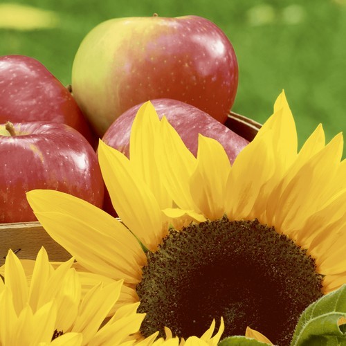 20 Servietten Sunflower Apples - Sonnenblumen und Äpfel 33x33cm
