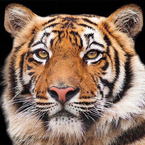 20 Servietten Bengal Tiger - Wilder Tiger 33x33cm