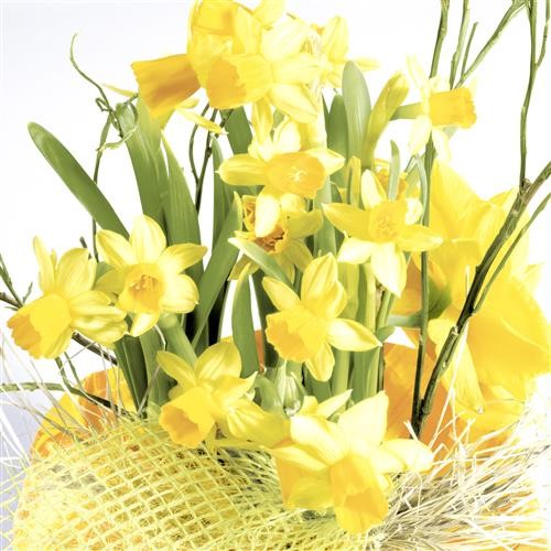 20 Cocktailservietten Daffodil Blossoms – Narzissenblüten 24x24cm