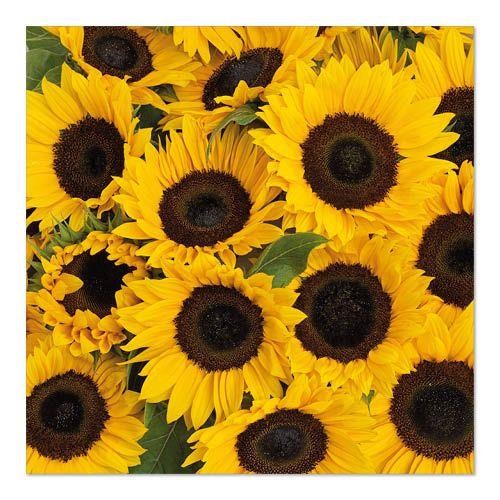 20 Servietten Soleil – Vielzahl an Sonnenblumen 33x33cm