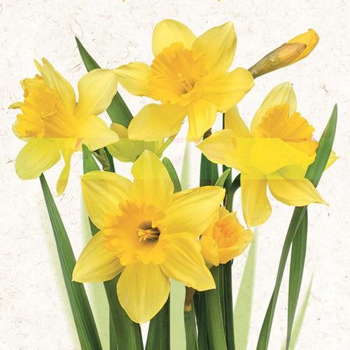 Daisy Servietten Bunch of Yellow Daffodils 33x33cm