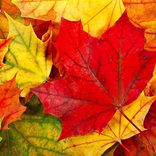 20 Servietten Maple Leaves - Herbstblätter in rot-gelb 33x33cm