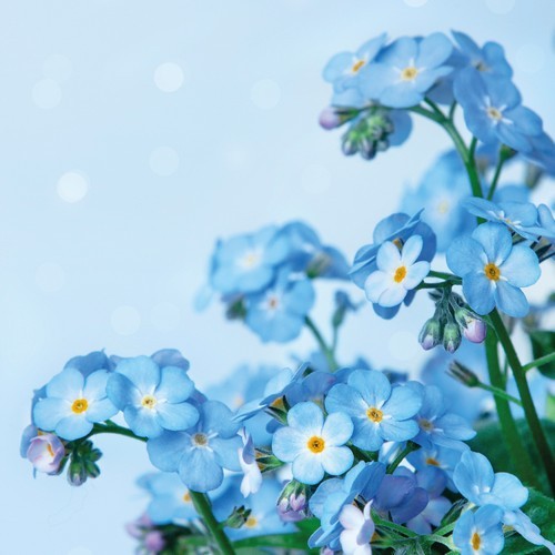 20 Servietten Blue Dream - Blumen auf hellblau 33x33cm