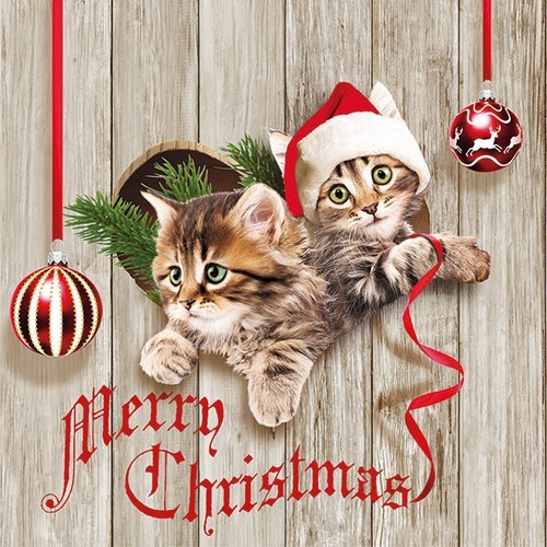 20 Servietten Curious Kittens - Katzen wünschen frohe Weihnachten 33x33cm