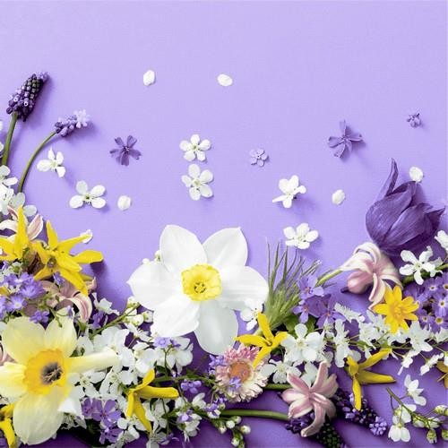 20 Servietten Soft Spring lilacs - Frühling auf lila 33x33cm