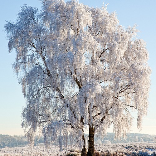 20 Servietten Frozen Tree - Großer, schneebeckter Baum 33x33cm