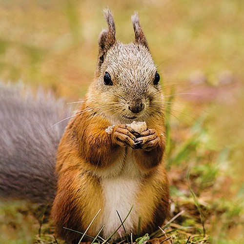 20 napkins Squirrel - Real squirrel with food 33x33cm