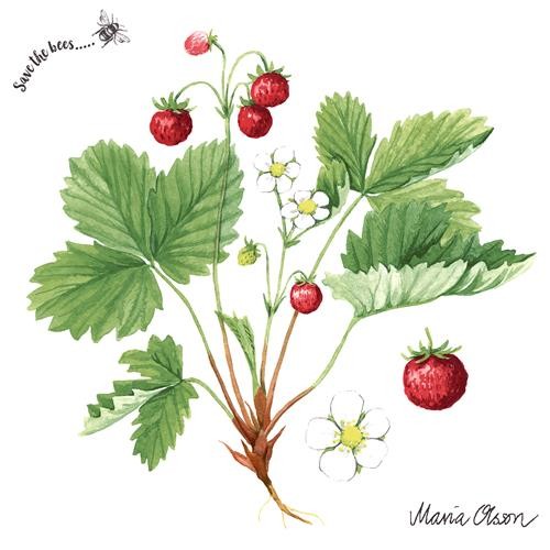 20 Cocktailservietten Wild Strawberry – Wilde Erdbeeren auf weiß 24x24cm
