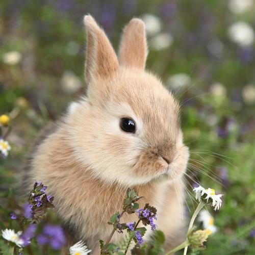 20 Napkins Bunny in field - Bunny in flower field 33x33cm