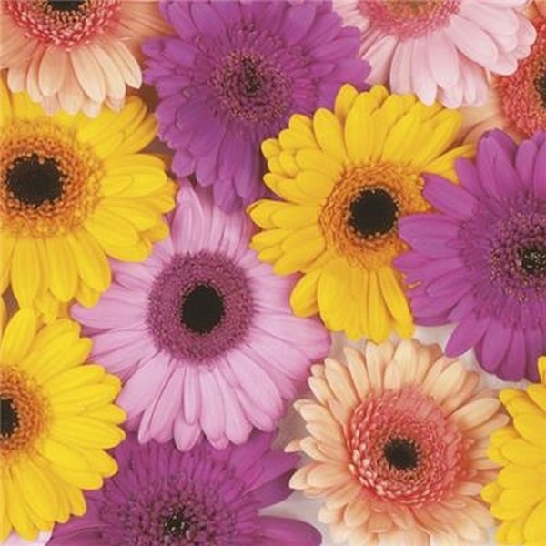 20 Servietten Colourful Gerberas Background - Blüten von Gerbera 33x33cm