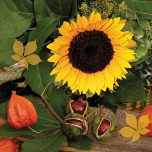 20 Servietten Castagne e Girasole – Sonnenblume und Kastanien 33x33cm
