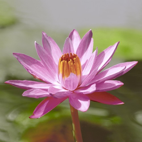 20 Servietten Lotus Pink - Blühende Lotusblüte 33x33cm