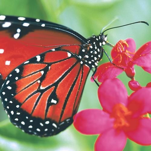 20 Servietten Spring Butterfly - Schmetterling in der Natur 33x33cm