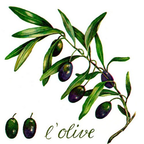 20 napkins L'Olive - Large olive branch 33x33cm