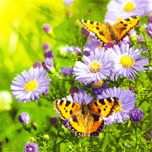 20 Servietten Butterflies on Aster - Schmetterlinge auf Astern 33x33cm