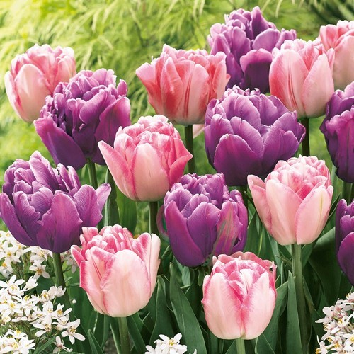 20 Servietten Tulip Field - Tulpen in rosa und lila 33x33cm