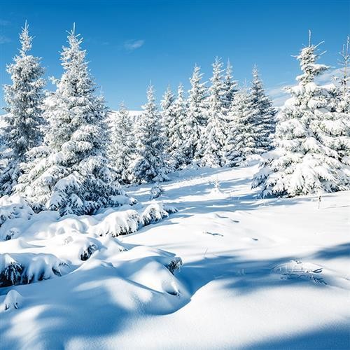 20 Servietten Winter Scenery - Natürlicher Winterwald 33x33cm