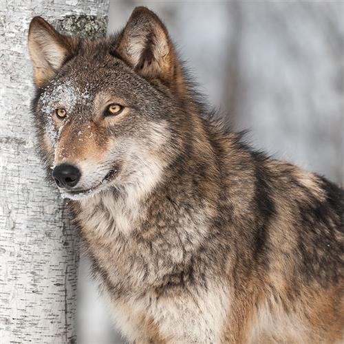 20 Servietten Winter Wolf 33x33cm