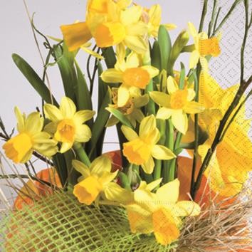 RP 20 Servietten Daffodil Blossoms - Narzissenblüten 33x33cm