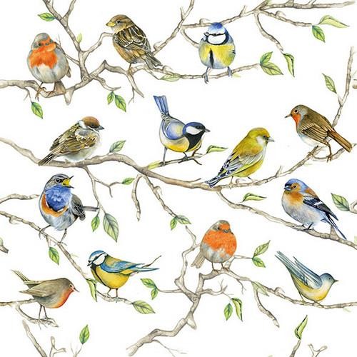 20 Servietten Birds Meeting - Treffen der Singvögel im Baum 33x33cm