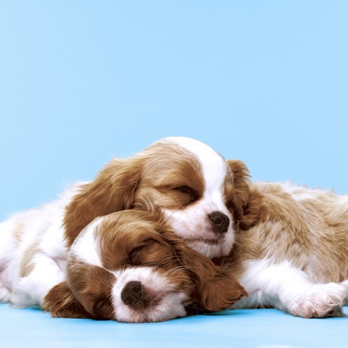 20 Servietten Puppy Love - Kuschelnde Hunde 33x33cm