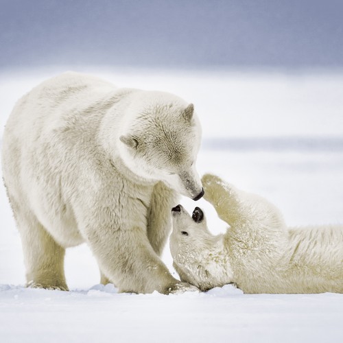 20 Servietten Cuddly Bears - Verspielte Eisbären 33x33cm