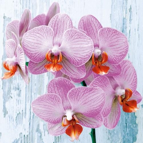 20 Phalaneopsis napkins - Iridescent orchid 33x33cm