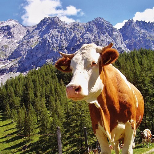20 Servietten Alpen Kuh - Kuh im hohen Gebirge 33x33cm