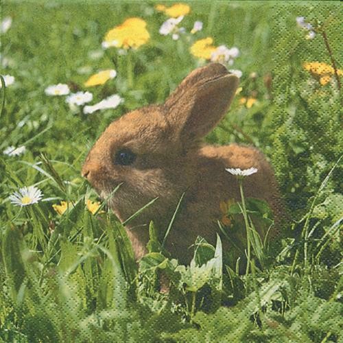 RP 20 Servietten Randy - Randy der Hase 33x33cm