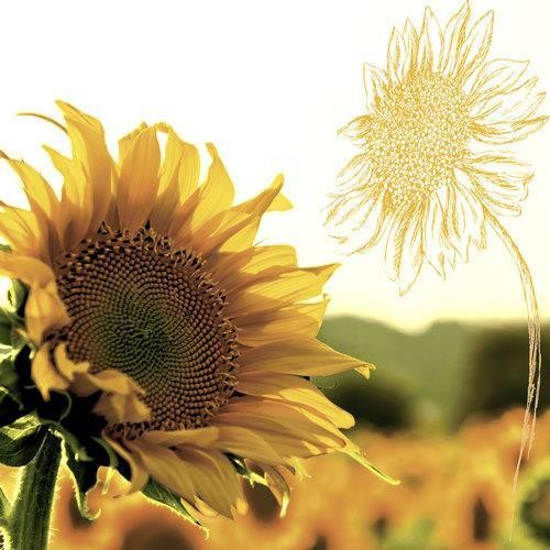 20 Servietten Dusk Sunflower 33x33cm