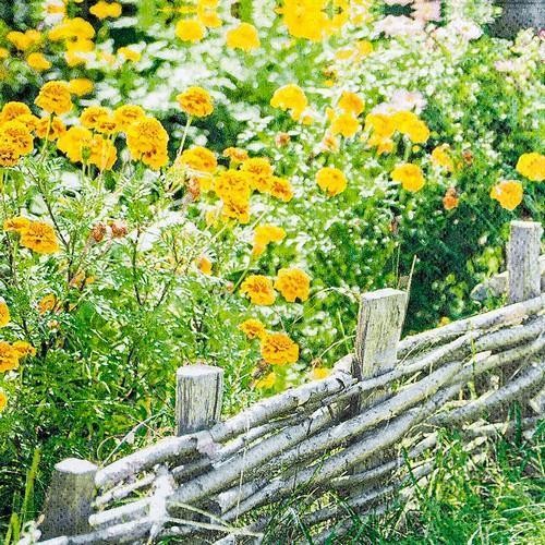 20 Servietten Marigold - Ringelblumen hinter dem Zaun 33x33cm