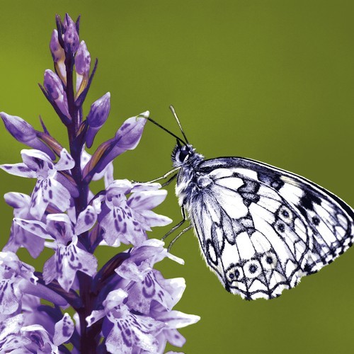 20 Servietten Elegant Butterfly - Lila Schmetterling an Blüte 33x33cm