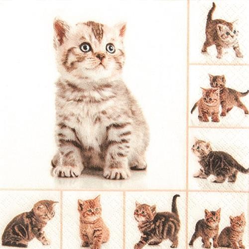 20 Servietten Meow - Verspielte Katzen 33x33cm