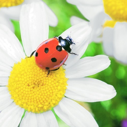 20 Napkins Ladybug on Daisy - ladybug on flower 33x33cm