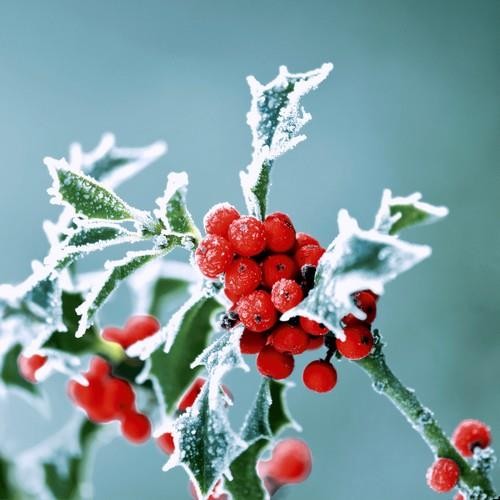20 Servietten Frosty Holly - Frostige Natur im Winter 33x33cm